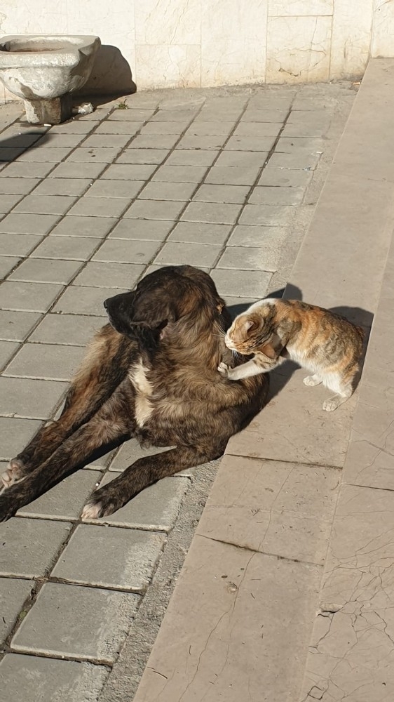 Tosya’da Kedi İle Köpeğin Dostluğu Şaşırttı