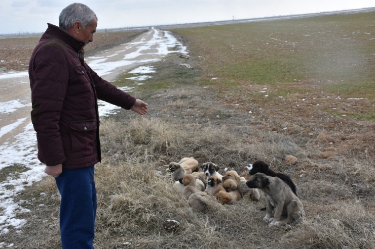 Aksaray’da Yavru Köpekler Soğukta Ölüme Terk Edildi