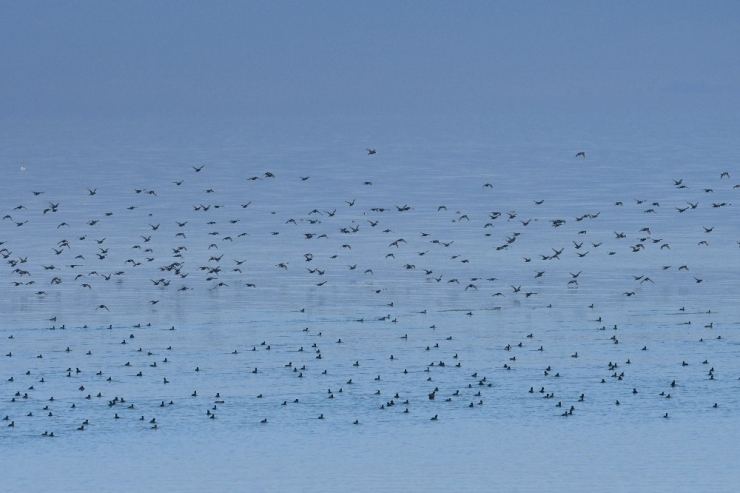 Antalya, Isparta Ve Burdur’da 739 Bin Su Kuşu Sayıldı