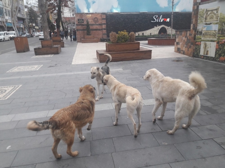 Silvan’da Başıboş Köpekler Korkutuyor