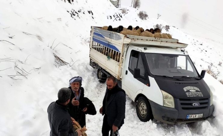 Siirt’te Köy Yolunda Mahsur Kalan Koyun Sürüsü Kurtarıldı