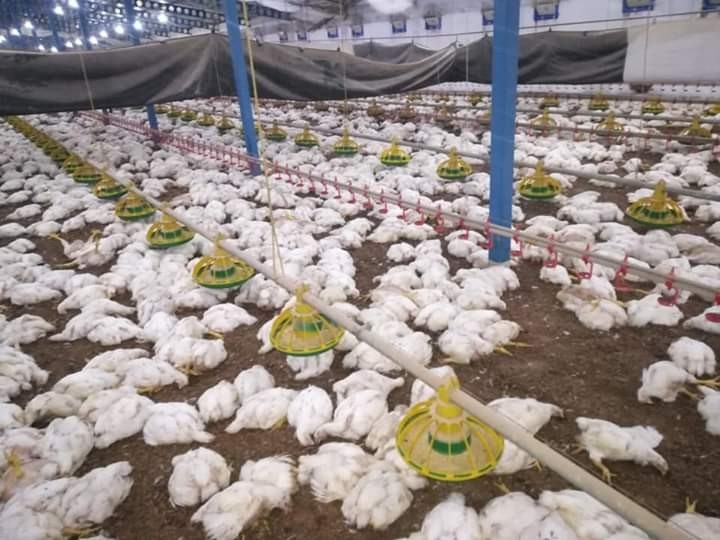 Sakarya’da Havalandırma Fanları Arızalanan Çiftlikte 27 Bin 500 Tavuk Telef Oldu