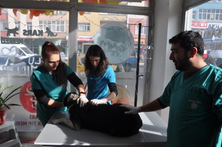 Kars’ta Belediye Sokak Hayvanları Kısırlaştırıyor