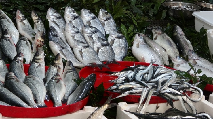 Balık Cenneti Karadeniz’de En Fazla Bu Balıklar Talep Görüyor