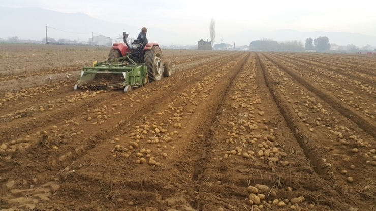 Adana’da Dondu, Ödemişli Üretici Patatese Yöneldi