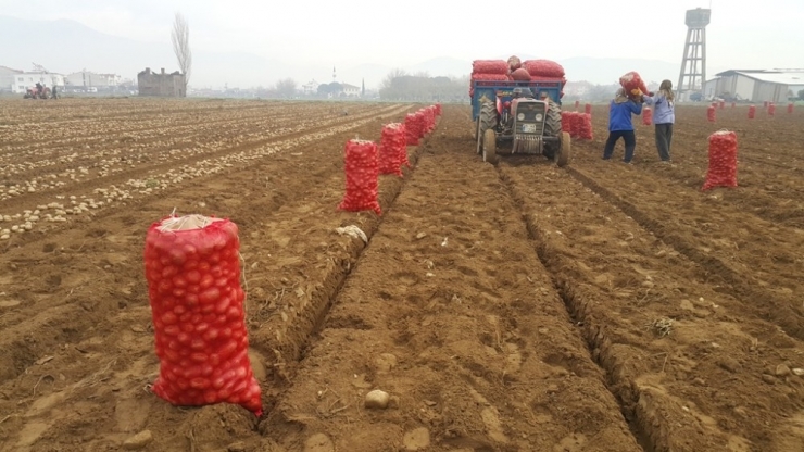 Adana’da Dondu, Ödemişli Üretici Patatese Yöneldi