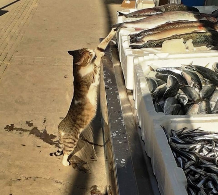 Boyundan Büyük Balığı Çalmaya Çalışan Kedi Güldürdü