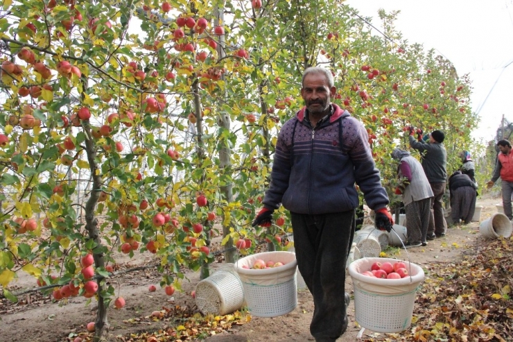Karaman’da Hasarları Önlemek İçin Elmaları Sertifikalı İşçiler Toplayacak
