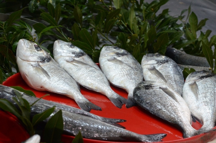 Balık Piyasasında Durgunluk