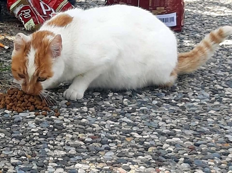 Manavgat Belediyesi Sokak Hayvanlarını Unutmadı