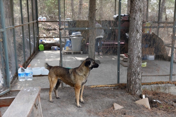 Hitit Üniversitesi, Koruma Altına Aldığı Köpekleri Unutmadı