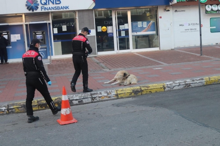 Polis, Aç Kalan Sokak Hayvanlarını Elleriyle Besledi