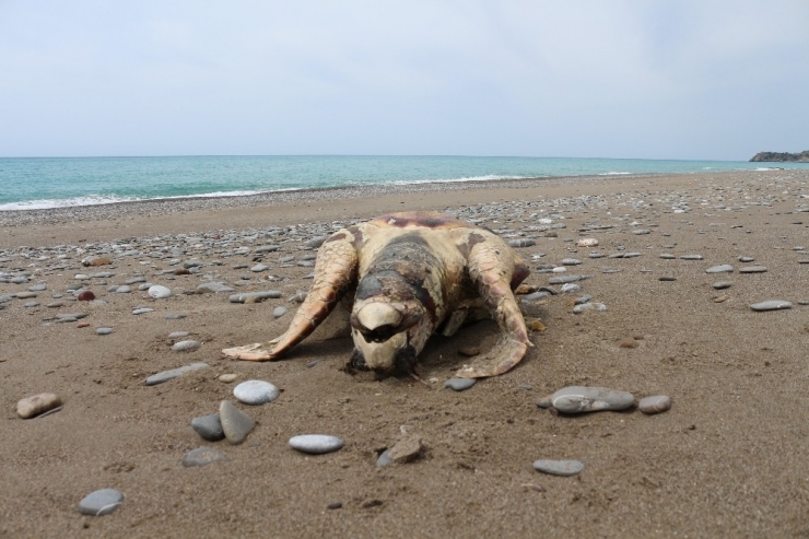 Sahile Ölü Caretta Caretta Vurdu