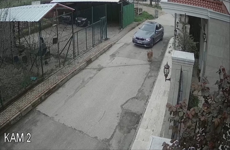 Lüks Otomobiliyle Kovaladığı Sokak Köpeğine Kurşun Yağdırdı