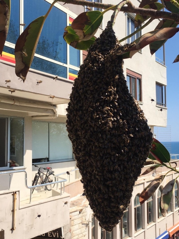 Antalya’da Arı Alarmı