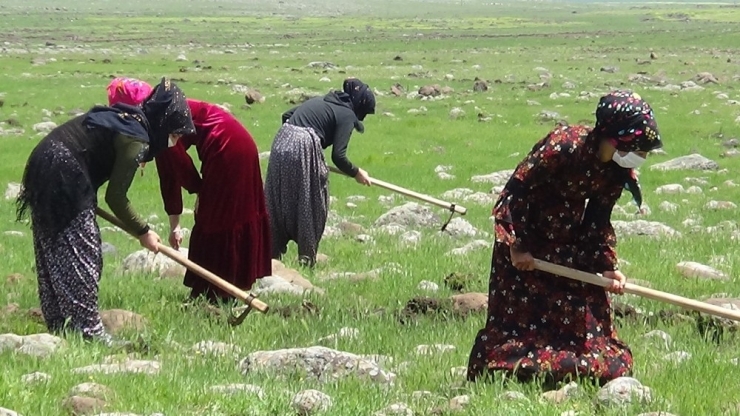 Kadınlar, Bağlar Belediyesinin Desteği İle Tescilli Karacadağ Pirinci Ve Peynirini Üretecek