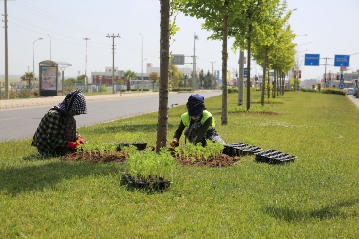 Büyükşehir Belediyesi Yeşil Bir Mardin İçin Çalışmalara Hız Verdi