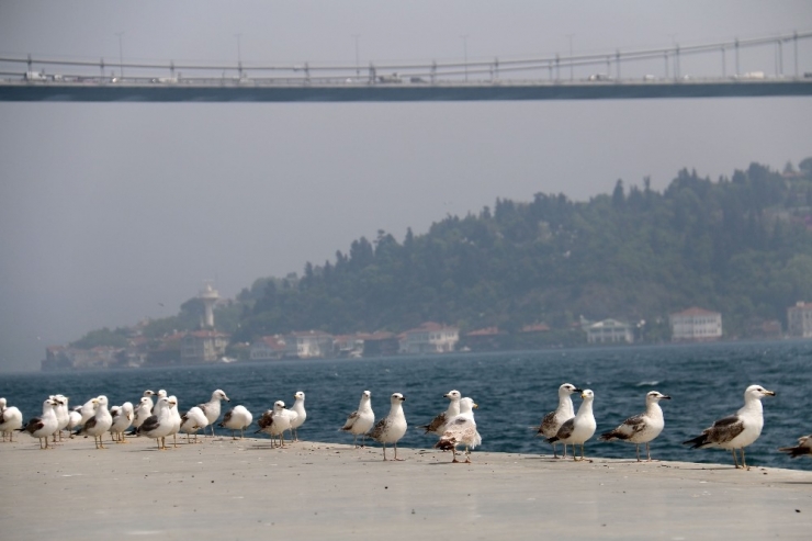 İstanbul’un Ünlü Sahiline Martı Akını