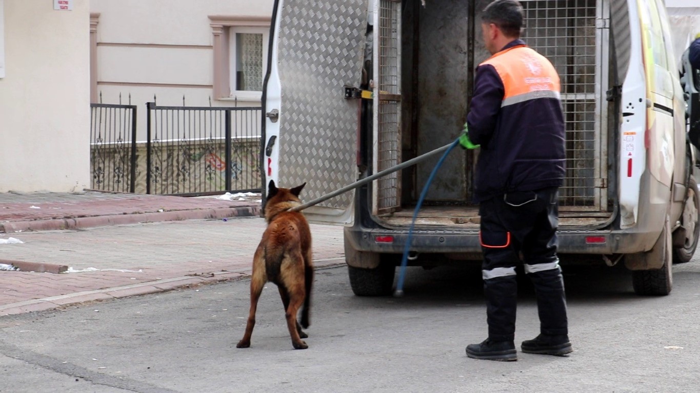 Tasmalı köpek dehşet saçtı, 2’si çocuk 4 kişiyi yaraladı