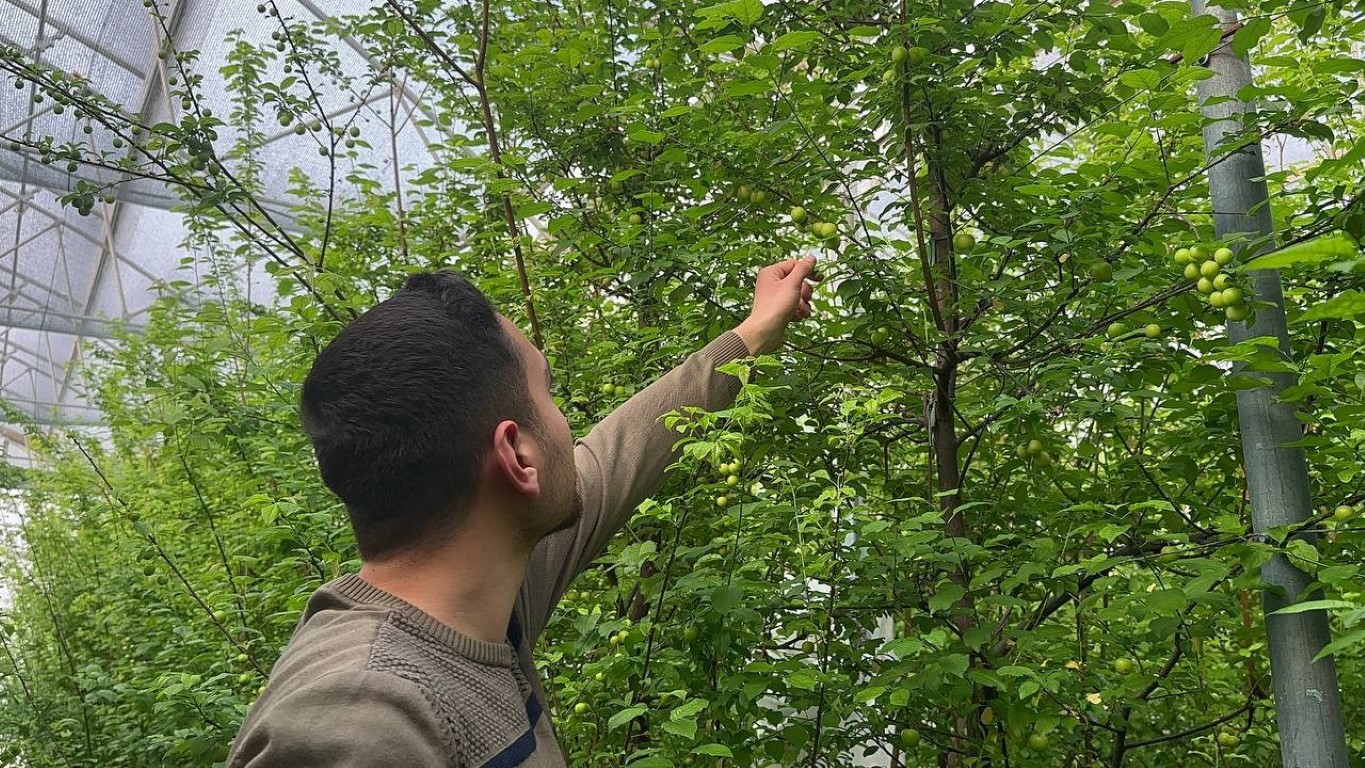 Eriğin ilk hasadını yaptılar...Fiyatı altınla yarışıyor