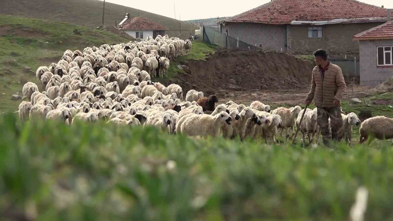 Öğretmenliği bıraktı, köyüne dönüp koyun yetiştiriciliğine başladı