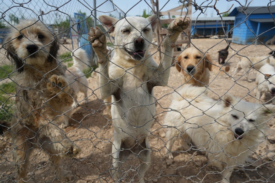 Hevesle alınıp bakımı zor gelince terk edilen cins köpekler yuva arıyor