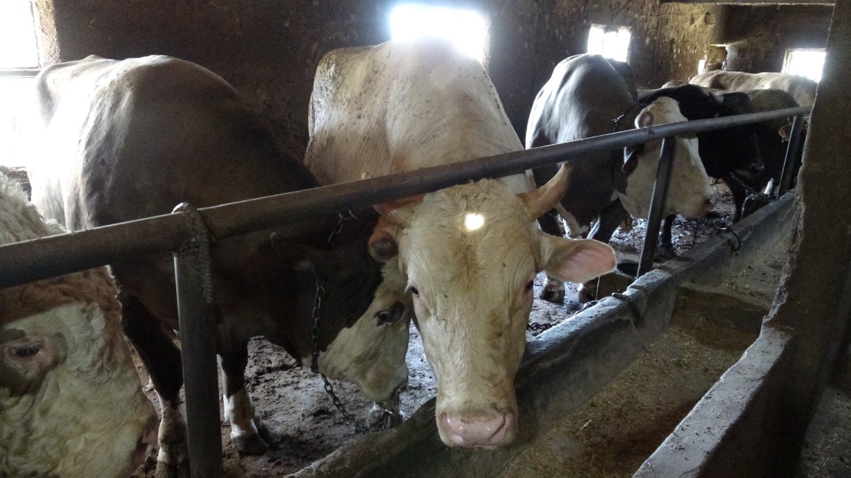 &Ccedil;anakkale&rsquo;de 1 ton 800 kilogram ağırlığındaki boğa 340 bin TL&rsquo;den alıcısını bekliyor