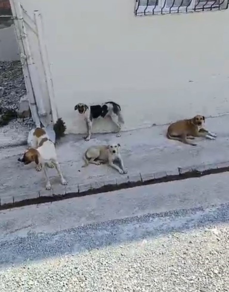 Yaşlı kadının etrafını saran sokak köpeklerinden tedirgin olduğu anlar kamerada