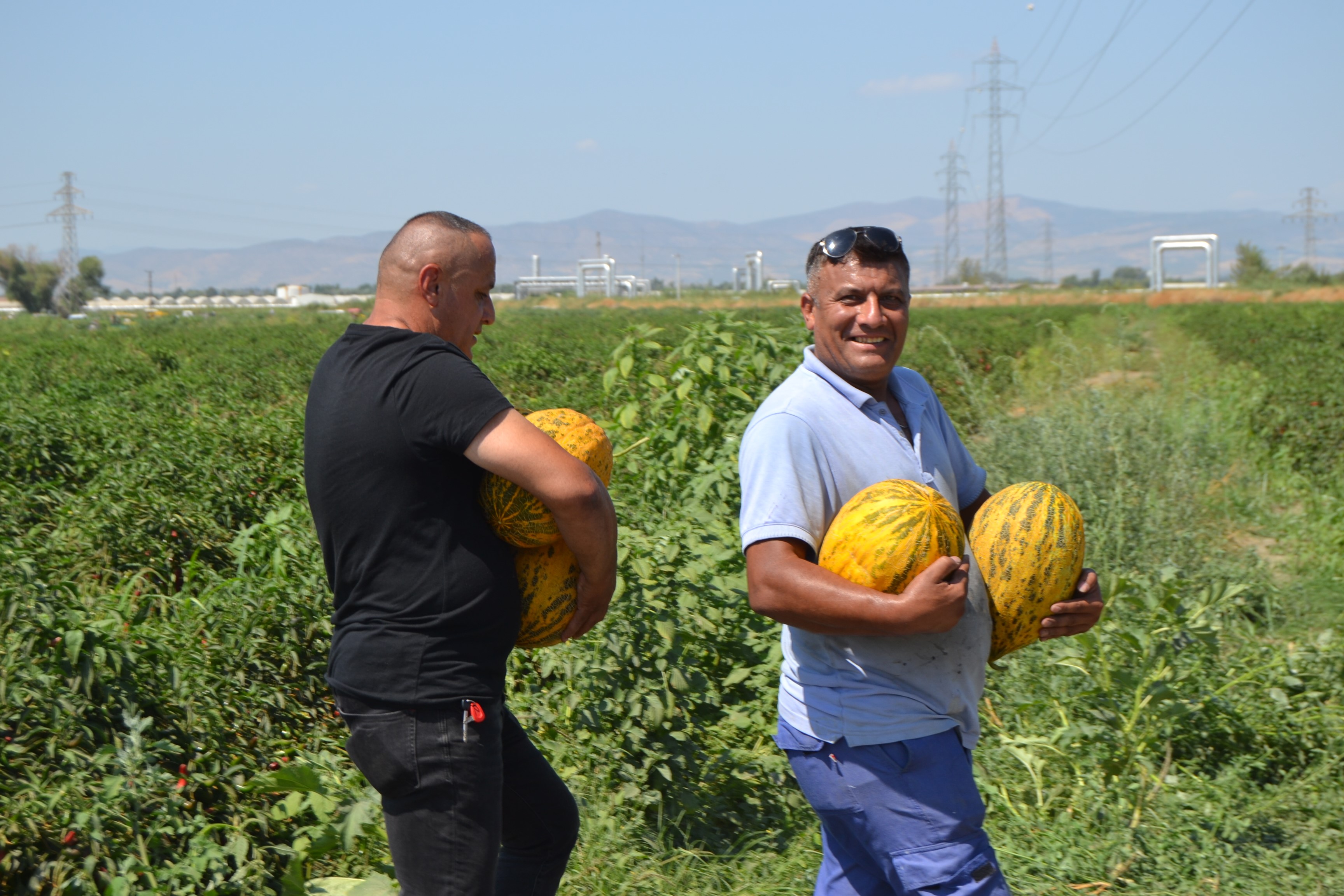 Üretici 600 ton kavun ve karpuzu ücretsiz dağıttı, duyan tarlaya akın etti