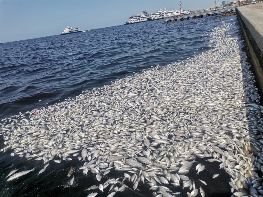 Bakanlık, İzmir Körfezi’ndeki balık ölümleri için bölgeden numune aldı