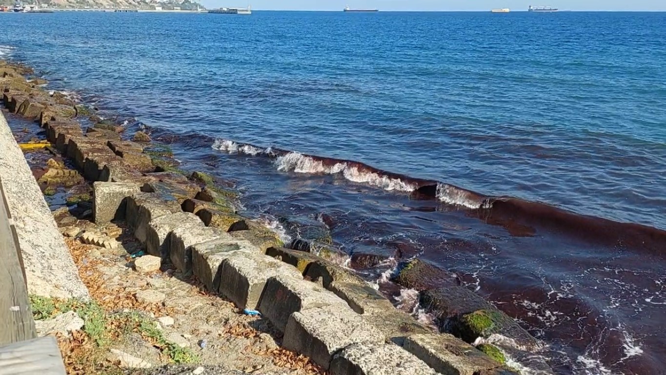 Tekirdağ’da kızıl alarm: Yosunlar sahili sardı