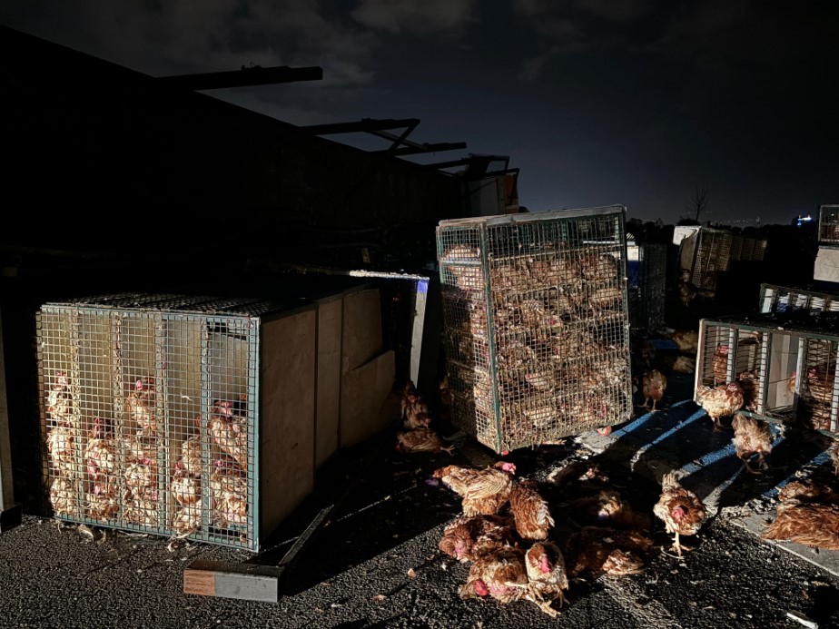 Beypili&ccedil;&rsquo;in tavuk y&uuml;kl&uuml; kamyonu devrildi: Y&uuml;zlerce tavuk telef oldu