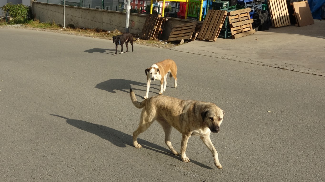 Altınordu’da sokak köpekleri dehşeti: Bir kişi bacaklarından yaralandı