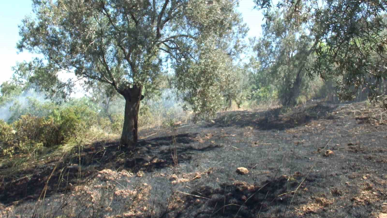 burhaniye-de-cikan-arazi-yangininda-cok-sayida-zeytin-agaci-zarar-gordu