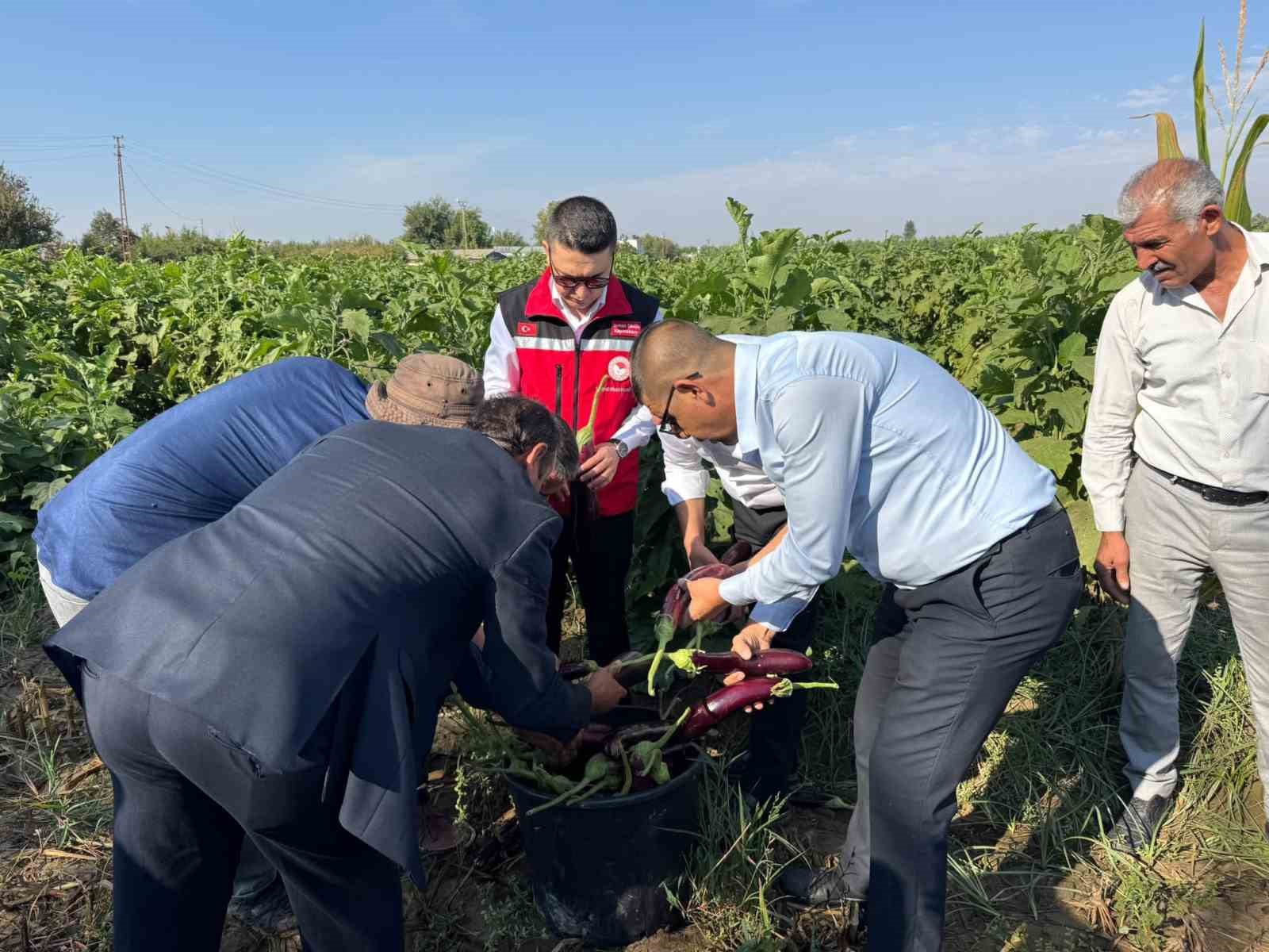 birecik-te-kelaynak-patlican-ve-fistik-festivali-hasatla-basladi