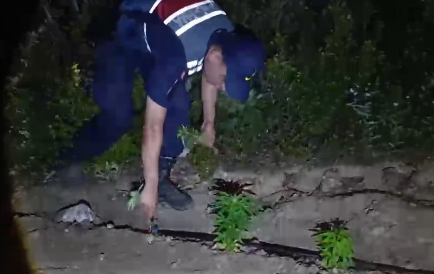 mersin-de-ormanlik-alana-ekilen-bin-500-kok-kenevir-ele-gecirildi