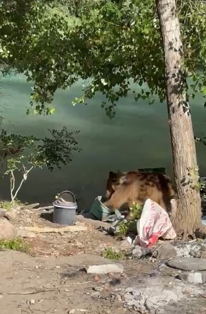 tunceli-de-bozayi-piknikcilerin-sofrasina-misafir-oldu