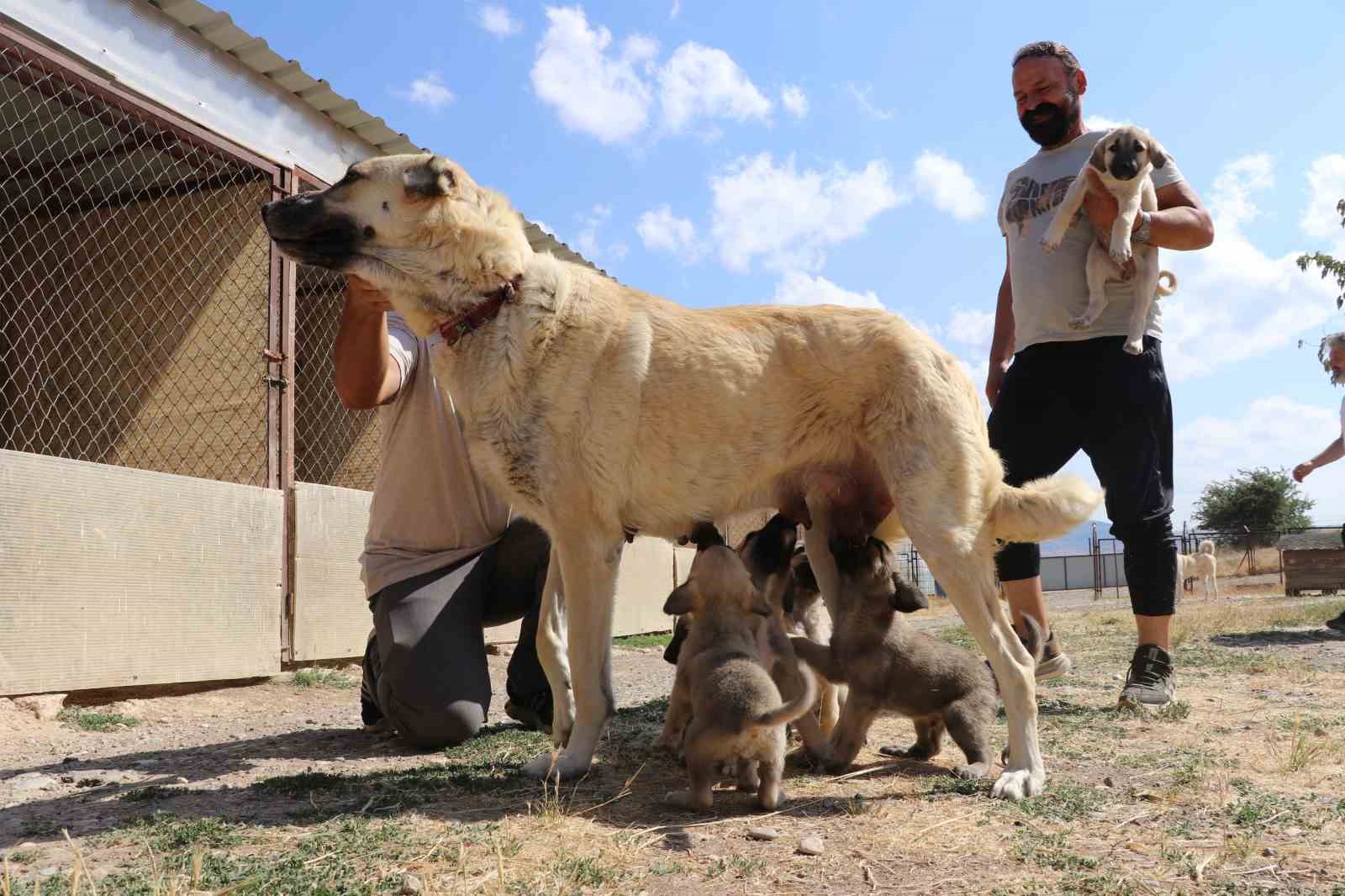 dogal-yolla-ciftlesemedi-suni-tohumlama-yontemiyle-11-yavru-sahibi-oldu