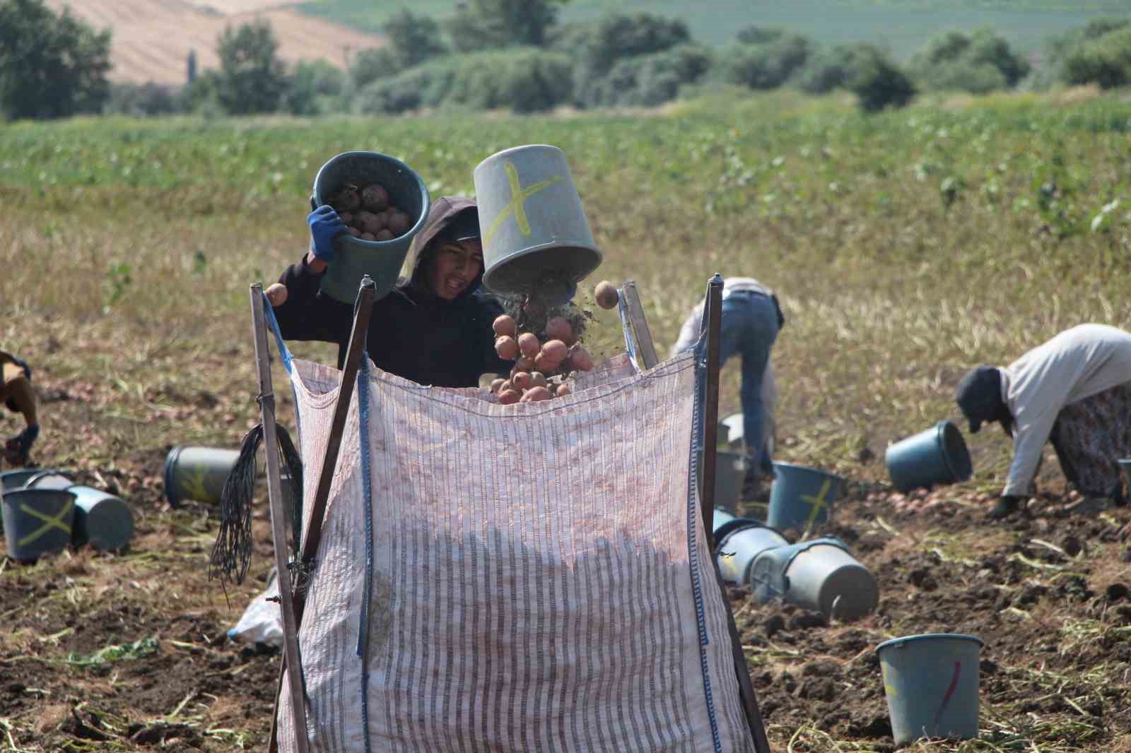amasya-da-patates-hasadi-basladi-130-bin-ton-rekolte-bekleniyor
