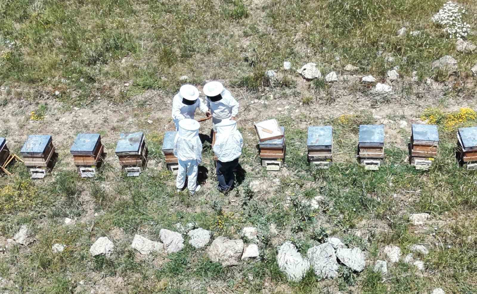 erzincan-da-kovanlar-bal-doldu-aricilar-hasadi-bekliyor