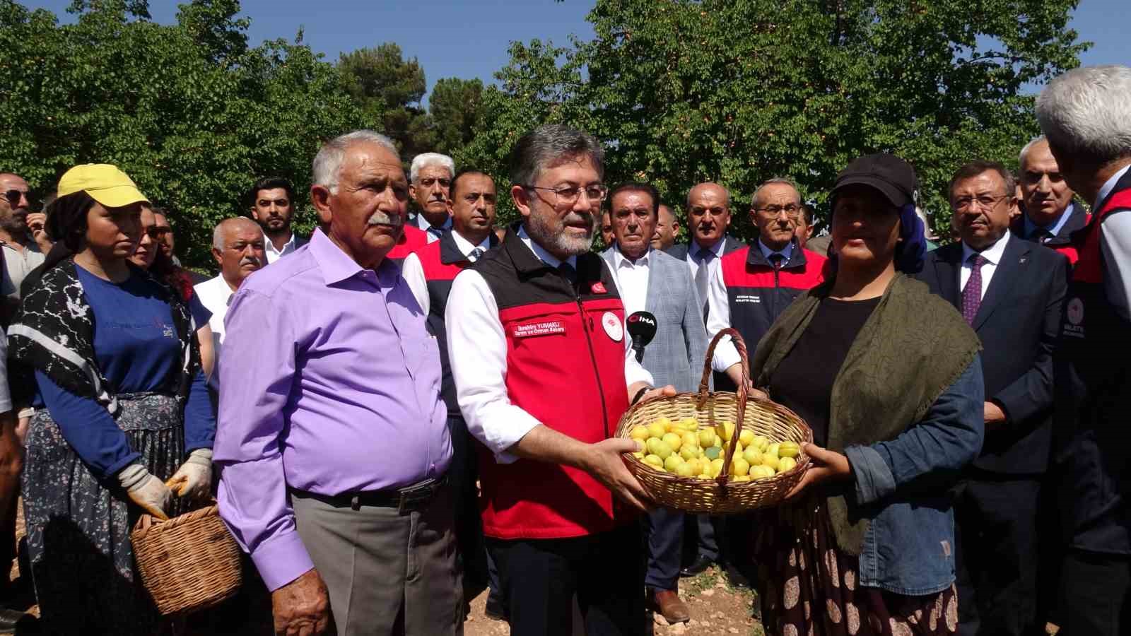 malatya-da-kayisi-hasadina-katilan-bakan-yumakli-gectigimiz-senenin-o-karamsar-zamanini-uzerimizden-atan-cok-guzel-bir-urun-goruyoruz
