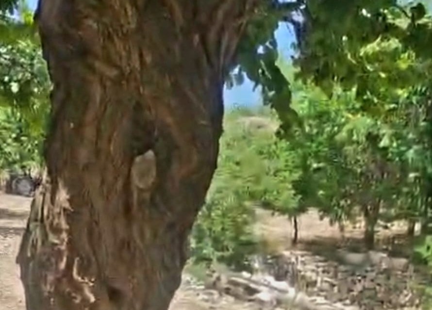 kayisi-agacindaki-oyuk-bal-arilarina-yuva-oldu