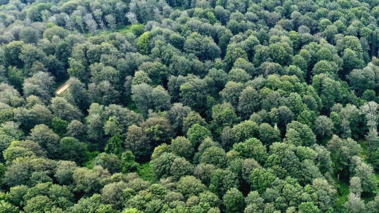 sinop-ta-kayin-ormanlari-icin-dogal-genclestirme-seferberligi