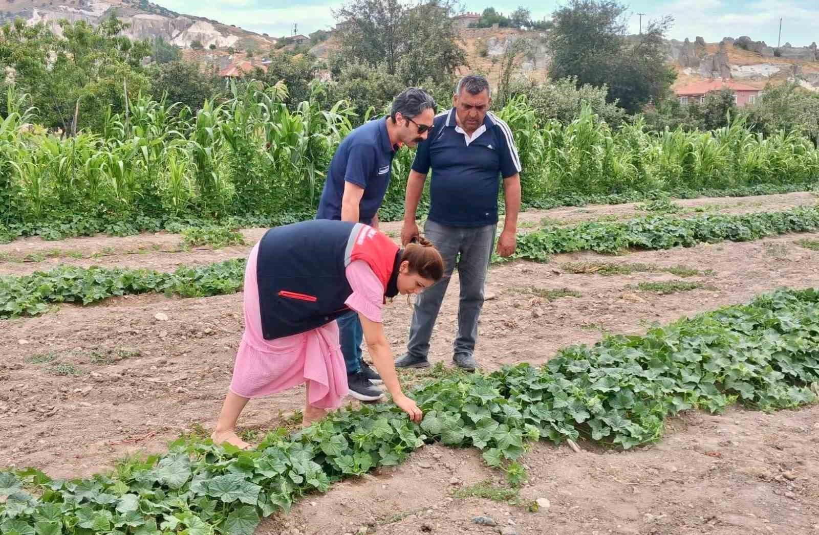 barbunya-ve-kornison-salatalik-da-hastalik-ve-zararli-denetimi
