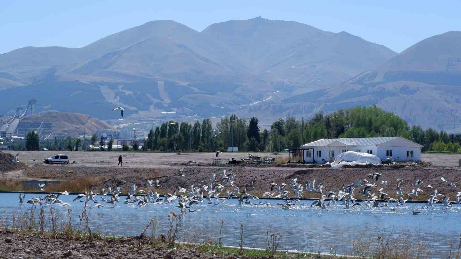 dalgalarin-kusu-martilar-denize-kiyisi-olmayan-erzurum-a-misafir-oldu
