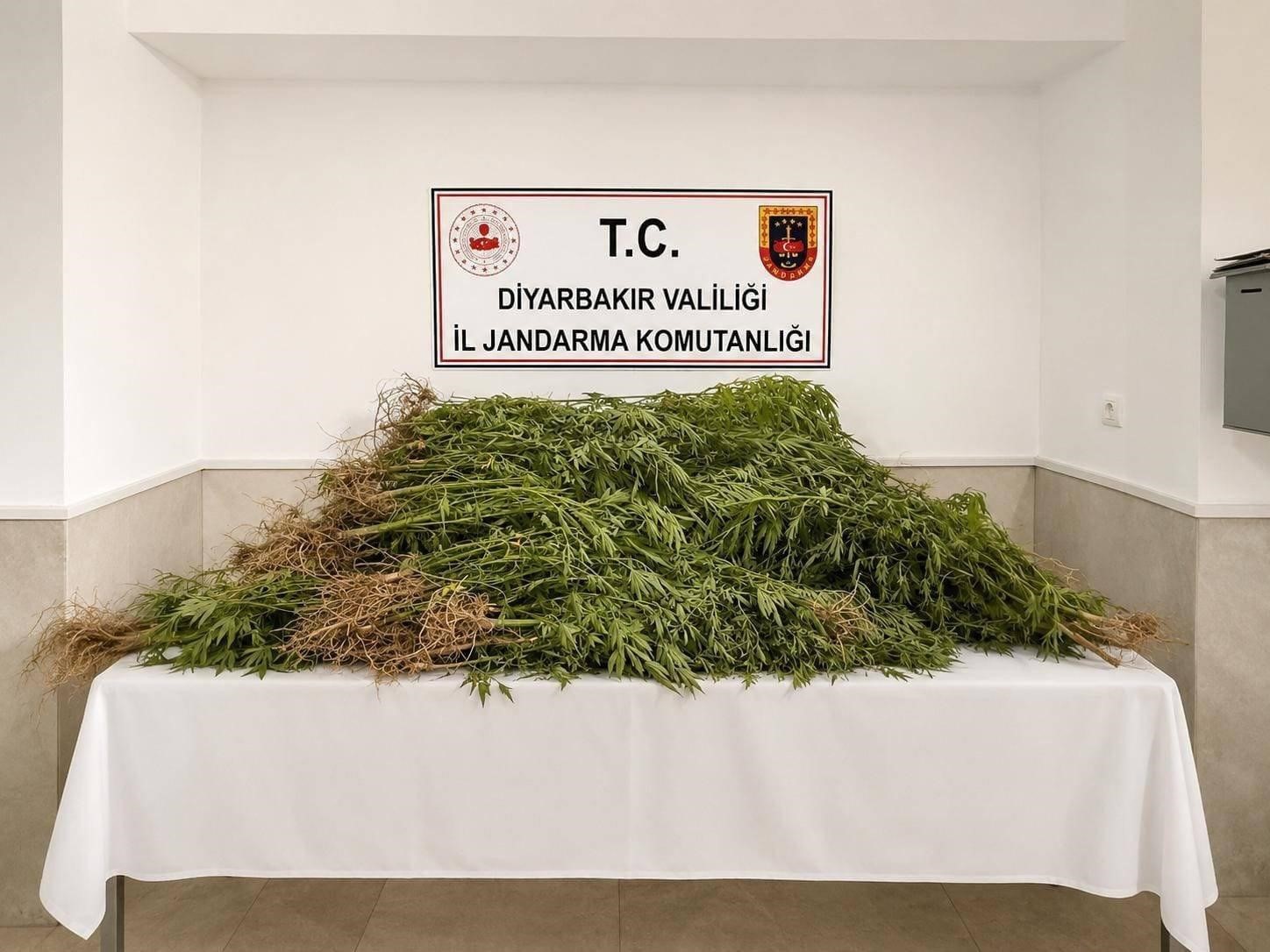 diyarbakir-da-144-bin-398-kok-kenevir-ele-gecirildi
