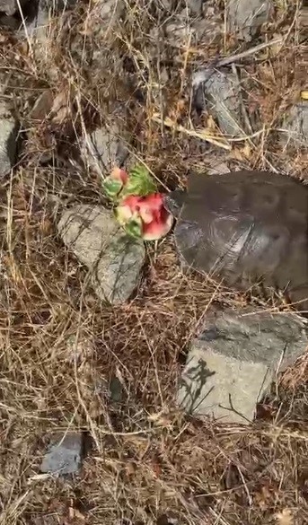 kaplumbagaya-su-bulamayinca-karpuz-ikram-etti