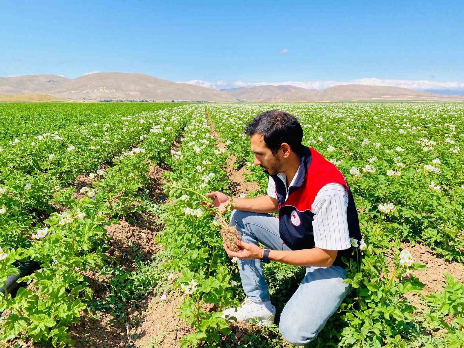 bayburt-ta-patates-uretim-alanlari-hastalik-ve-zararlilara-karsi-denetlendi