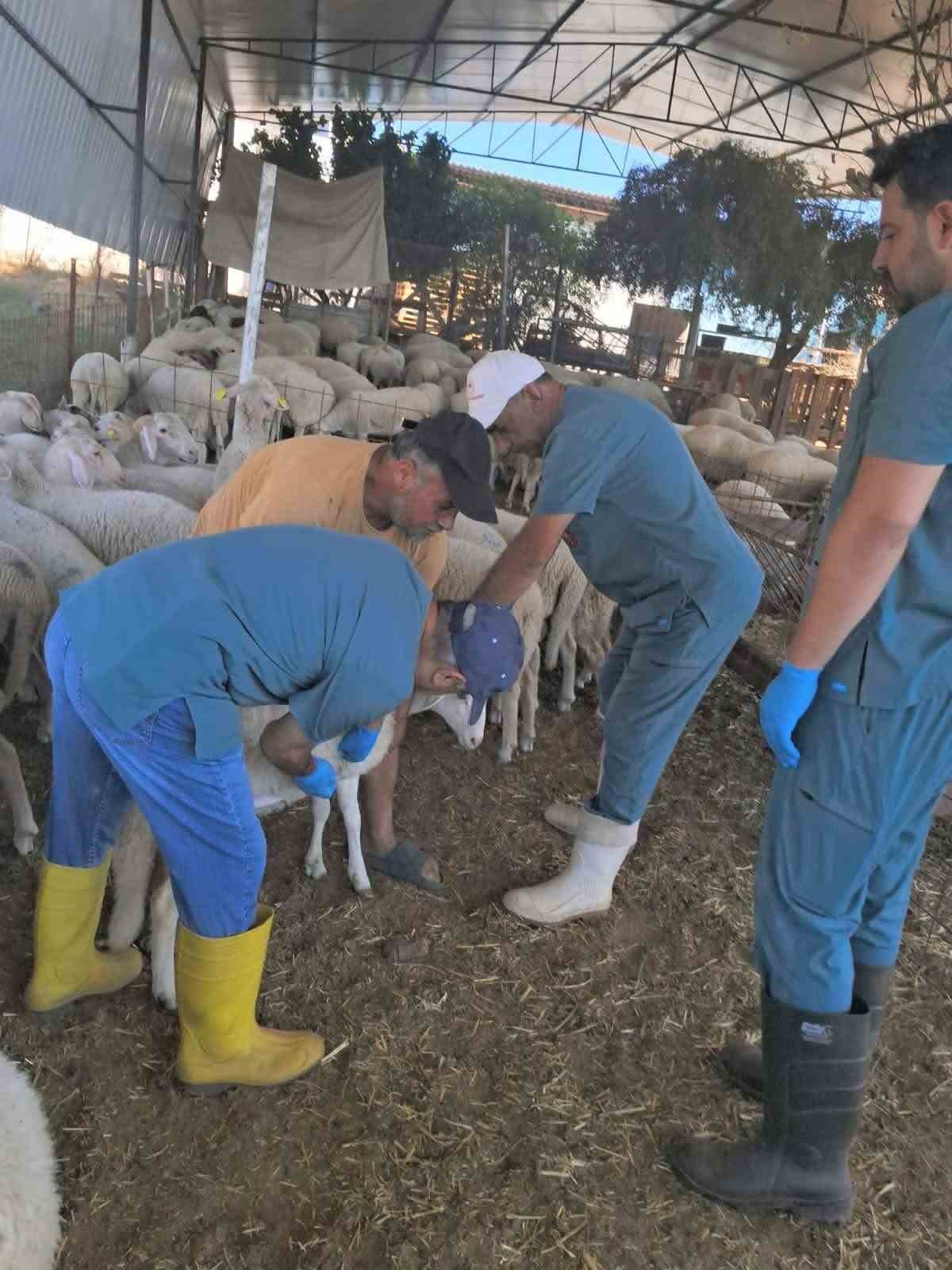 kosk-te-kucukbas-hayvanlara-yonelik-kimliklendirme-calismalari-suruyor