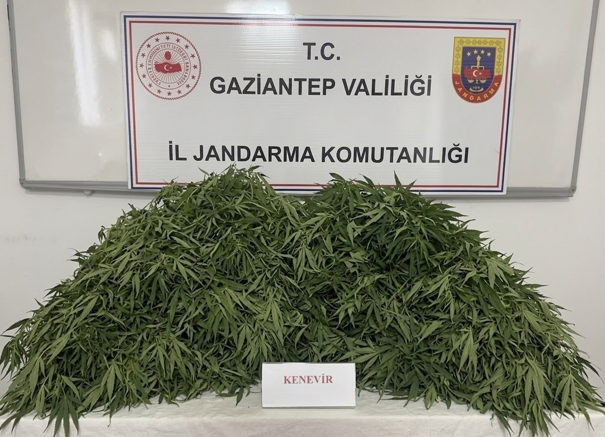 gaziantep-te-116-kok-kenevir-ele-gecirildi-9-gozalti